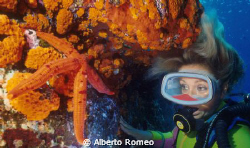 The diver girl is watching a orange fischstar between ora... by Alberto Romeo 